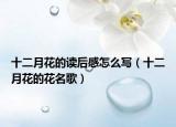 十二月花的读后感怎么写（十二月花的花名歌）