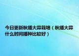 今日更新秋播大蒜栽培（秋播大蒜什么时间播种比较好）