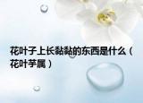 花叶子上长黏黏的东西是什么（花叶芋属）