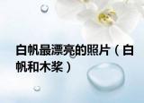 白帆最漂亮的照片（白帆和木桨）