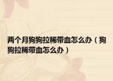 两个月狗狗拉稀带血怎么办（狗狗拉稀带血怎么办）