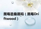 黑莓是桑葚吗（黑莓Driftwood）
