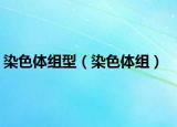 染色体组型（染色体组）