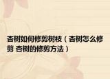 杏树如何修剪树枝（杏树怎么修剪 杏树的修剪方法）