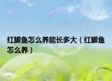 红鲫鱼怎么养能长多大（红鲫鱼怎么养）
