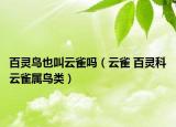 百灵鸟也叫云雀吗（云雀 百灵科云雀属鸟类）