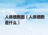 人体细胞图（人体细胞是什么）
