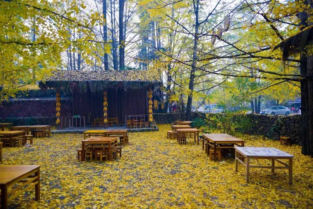 没去过不足以谈秋天，中国15个银杏观赏地，有在你家门口的吗？