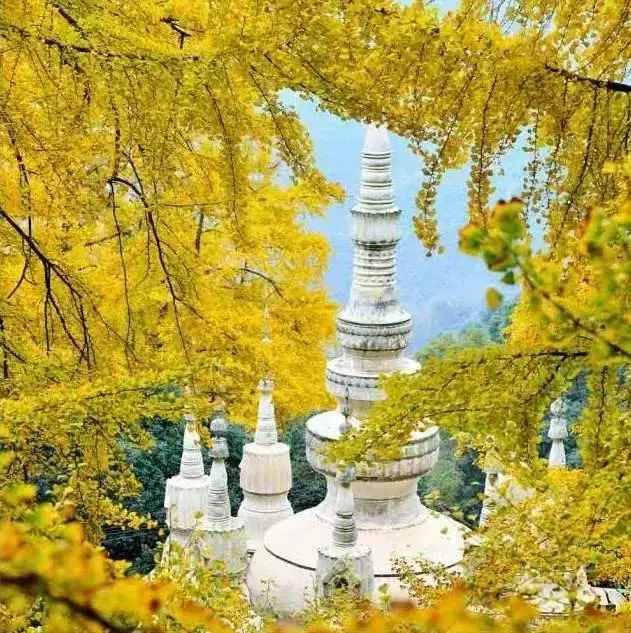 没去过不足以谈秋天，中国15个银杏观赏地，有在你家门口的吗？