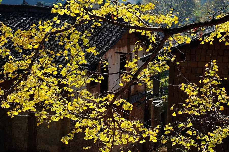 没去过不足以谈秋天，中国15个银杏观赏地，有在你家门口的吗？