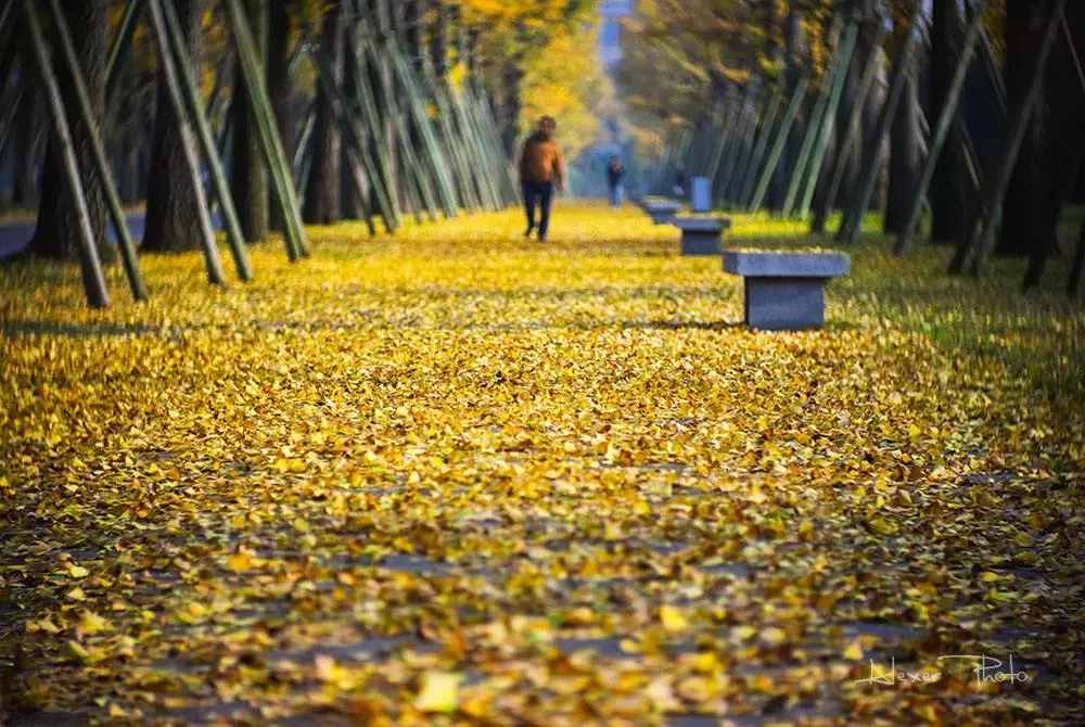 没去过不足以谈秋天，中国15个银杏观赏地，有在你家门口的吗？