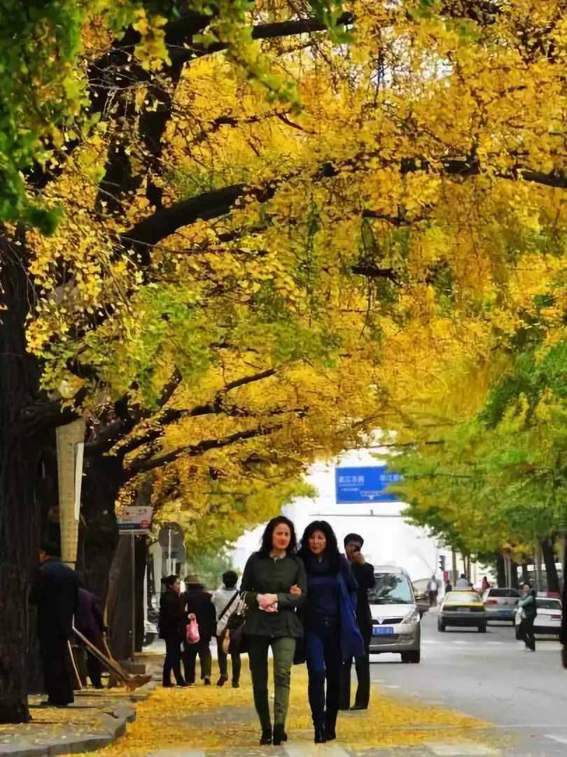 没去过不足以谈秋天，中国15个银杏观赏地，有在你家门口的吗？