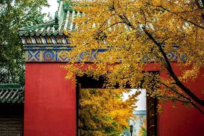 没去过不足以谈秋天，中国15个银杏观赏地，有在你家门口的吗？
