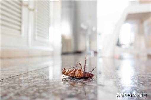灭蟑螂用什么方法效果最好？这几个灭蟑螂方法建议收藏