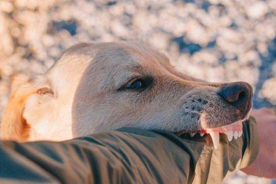 辟谣！狂犬病潜伏期有十几年？世卫组织已证明99%稳定在一年内