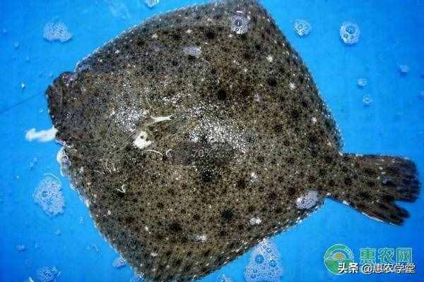 多宝鱼价格多少钱一斤？多宝鱼养殖前景怎么样？