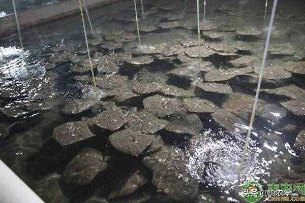 多宝鱼价格多少钱一斤？多宝鱼养殖前景怎么样？