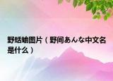 野蛞蝓图片（野间あんな中文名是什么）