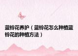 蓝铃花养护（蓝铃花怎么种植蓝铃花的种植方法）