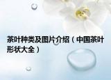 茶叶种类及图片介绍（中国茶叶形状大全）