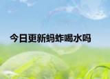 今日更新蚂蚱喝水吗