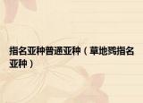 指名亚种普通亚种（草地鹨指名亚种）