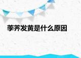 荸荠发黄是什么原因