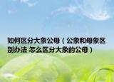 如何区分大象公母（公象和母象区别办法 怎么区分大象的公母）