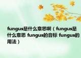 fungus是什么意思啊（fungus是什么意思 fungus的音标 fungus的用法）