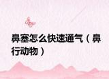 鼻塞怎么快速通气（鼻行动物）