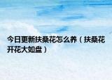 今日更新扶桑花怎么养（扶桑花开花大如盘）