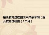 胎儿发育过程图太平洋亲子网（胎儿发育过程图（1个月）