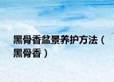 黑骨香盆景养护方法（黑骨香）