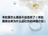 羊肚菌怎么看是不是变质了（羊肚菌煮出来为什么是红色的详细介绍）