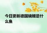 今日更新德国镜鲤是什么鱼