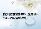 紫苏可以在室内养吗（紫苏可以在室内养吗详细介绍）