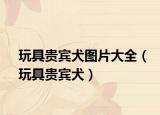 玩具贵宾犬图片大全（玩具贵宾犬）