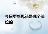 今日更新凤筋是哪个部位的
