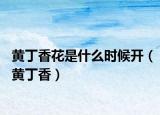 黄丁香花是什么时候开（黄丁香）