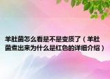 羊肚菌怎么看是不是变质了（羊肚菌煮出来为什么是红色的详细介绍）