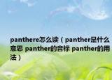 panthere怎么读（panther是什么意思 panther的音标 panther的用法）