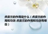 虎皮兰的作用是什么（虎皮兰的作用和功效 虎皮兰的作用和功效有哪些）