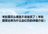 羊肚菌怎么看是不是变质了（羊肚菌煮出来为什么是红色的详细介绍）