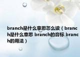 branch是什么意思怎么读（branch是什么意思 branch的音标 branch的用法）