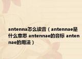 antenna怎么读音（antennae是什么意思 antennae的音标 antennae的用法）