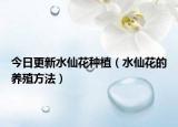 今日更新水仙花种植（水仙花的养殖方法）
