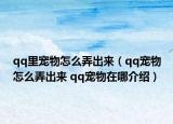 qq里宠物怎么弄出来（qq宠物怎么弄出来 qq宠物在哪介绍）