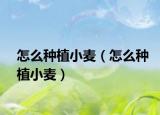 怎么种植小麦（怎么种植小麦）