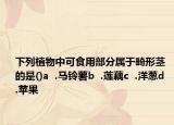 下列植物中可食用部分属于畸形茎的是()a  .马铃薯b  .莲藕c  .洋葱d  .苹果
