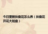 今日更新扶桑花怎么养（扶桑花开花大如盘）